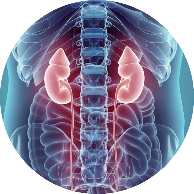 3d kidney rendering