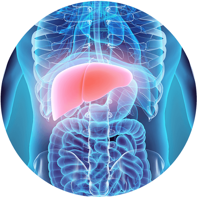 liver 3d rendering