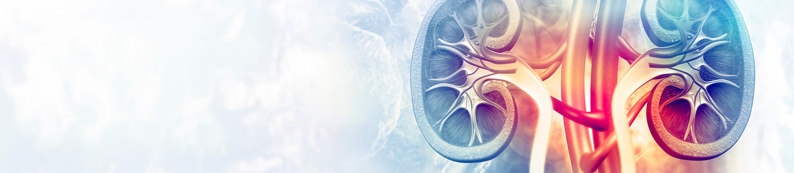 cross-section of kidneys with arteries and veins